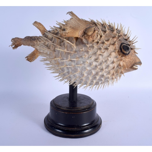 673 - AN EARLY 20TH CENTURY TAXIDERMY PUFFER FISH. Fish 17 cm x 35 cm.