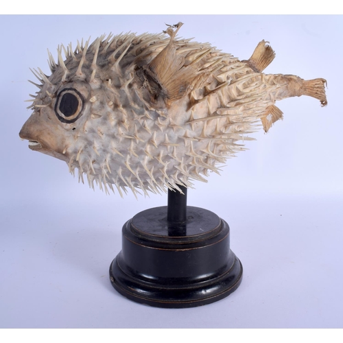 673 - AN EARLY 20TH CENTURY TAXIDERMY PUFFER FISH. Fish 17 cm x 35 cm.