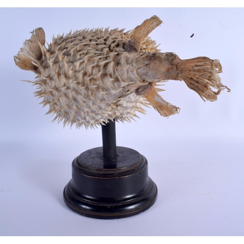 673 - AN EARLY 20TH CENTURY TAXIDERMY PUFFER FISH. Fish 17 cm x 35 cm.