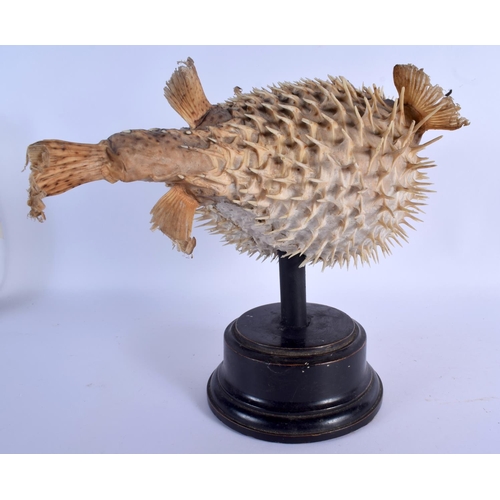 673 - AN EARLY 20TH CENTURY TAXIDERMY PUFFER FISH. Fish 17 cm x 35 cm.