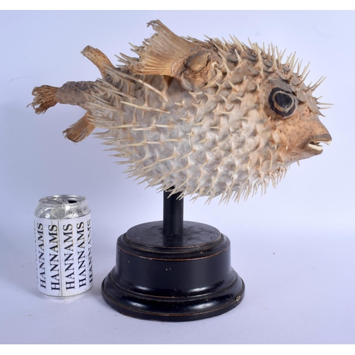 673 - AN EARLY 20TH CENTURY TAXIDERMY PUFFER FISH. Fish 17 cm x 35 cm.