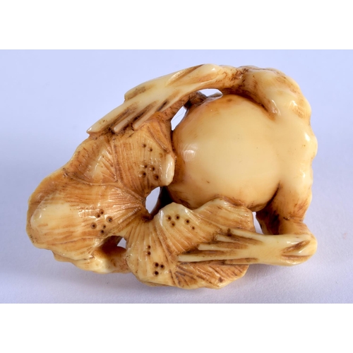 1557 - A 19TH CENTURY JAPANESE MEIJI PERIOD CARVED IVORY OKIMONO modelled as three warty toads. 3.5 cm x 2.... 