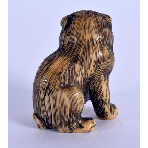 1562 - AN EARLY 20TH CENTURY JAPANESE MEIJI PERIOD CARVED IVORY NETSUKE modelled as a dog. 3 cm x 2.75 cm.