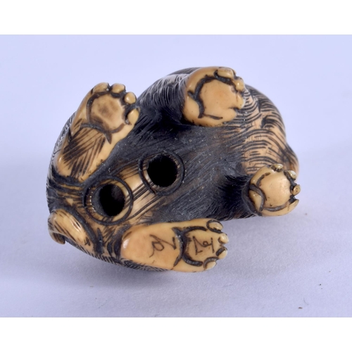 1562 - AN EARLY 20TH CENTURY JAPANESE MEIJI PERIOD CARVED IVORY NETSUKE modelled as a dog. 3 cm x 2.75 cm.