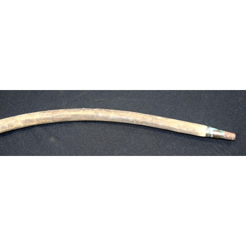 2654 - A Bulls penis walking sick with Ivory handle. 65cm.