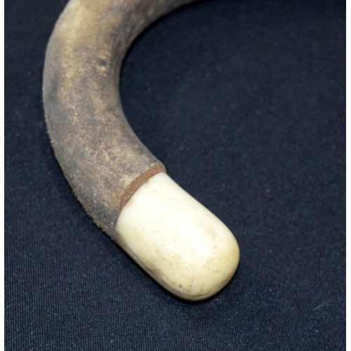 2654 - A Bulls penis walking sick with Ivory handle. 65cm.