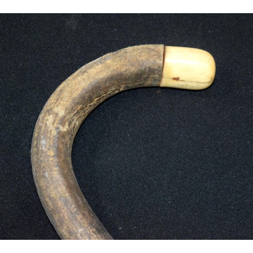 2654 - A Bulls penis walking sick with Ivory handle. 65cm.