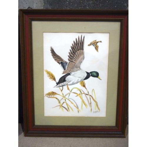 2745 - Two framed watercolours of ducks by Laney Layton 40 x 30 cm (2).