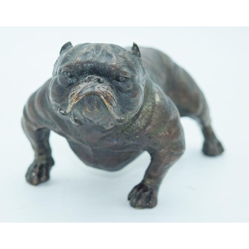 2768 - A Bronze bull dog 18.5cm x 10cm.