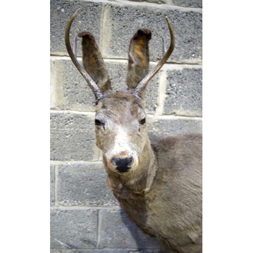 2873 - A Large Taxidermy  Deer 103 x 131cm.