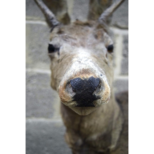 2873 - A Large Taxidermy  Deer 103 x 131cm.