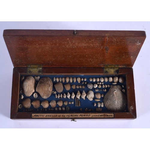 814 - A LOVELY ANTIQUE TREEN BOX containing artic shells of the Glacial Period from Carts Dyke. Box 15 cm ... 