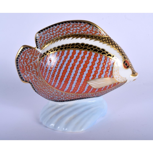 398 - Royal Crown Derby paperweight of a gourami.  14.5cm long