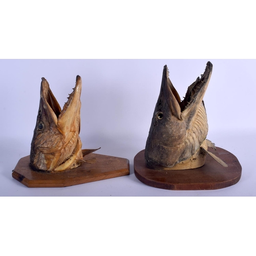 649 - A PAIR OF EDWARDIAN TAXIDERMY PIKE HEADS. Largest 27 cm x 27 cm.