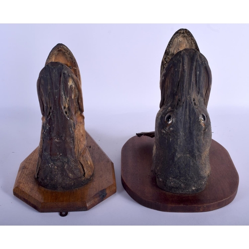 649 - A PAIR OF EDWARDIAN TAXIDERMY PIKE HEADS. Largest 27 cm x 27 cm.