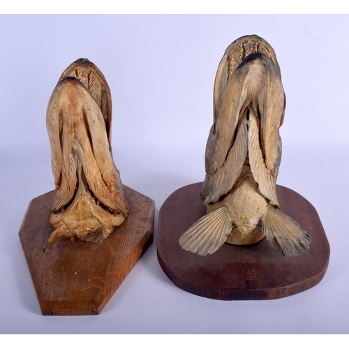 649 - A PAIR OF EDWARDIAN TAXIDERMY PIKE HEADS. Largest 27 cm x 27 cm.