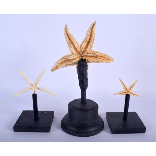 711 - THREE VINTAGE CORAL STARFISH TAXIDERMY SPECIMENS. 22 cm x 10 cm. (3)