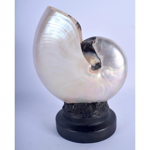 714 - A NAUTILUS SHELL SPECIMEN. 22 cm x 14 cm.