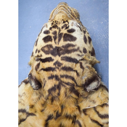 750 - A LATE VICTORIAN TAXIDERMY FULL TIGER SKIN with teeth and claws. 330 cm x 210 cm. Provenance: Acquir... 