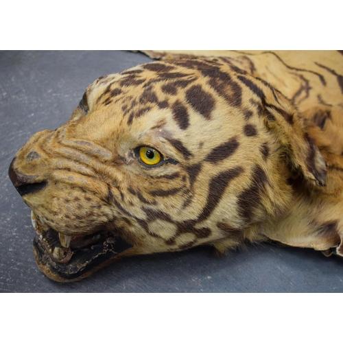 750 - A LATE VICTORIAN TAXIDERMY FULL TIGER SKIN with teeth and claws. 330 cm x 210 cm. Provenance: Acquir... 