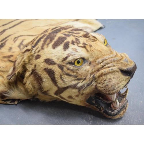 750 - A LATE VICTORIAN TAXIDERMY FULL TIGER SKIN with teeth and claws. 330 cm x 210 cm. Provenance: Acquir... 