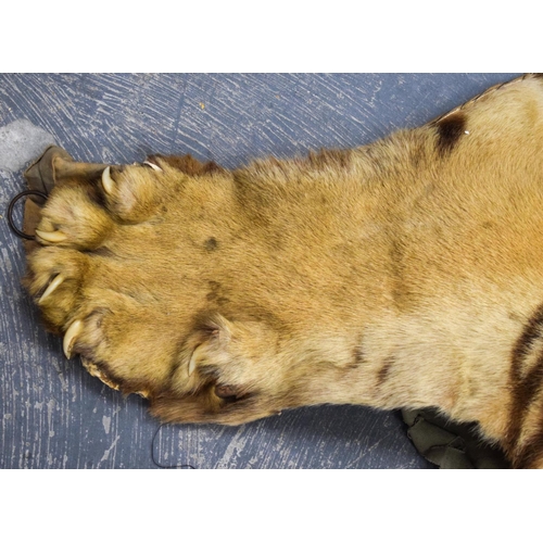 750 - A LATE VICTORIAN TAXIDERMY FULL TIGER SKIN with teeth and claws. 330 cm x 210 cm. Provenance: Acquir... 