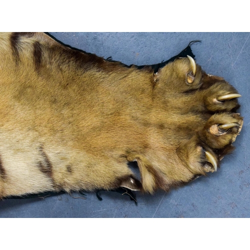 750 - A LATE VICTORIAN TAXIDERMY FULL TIGER SKIN with teeth and claws. 330 cm x 210 cm. Provenance: Acquir... 