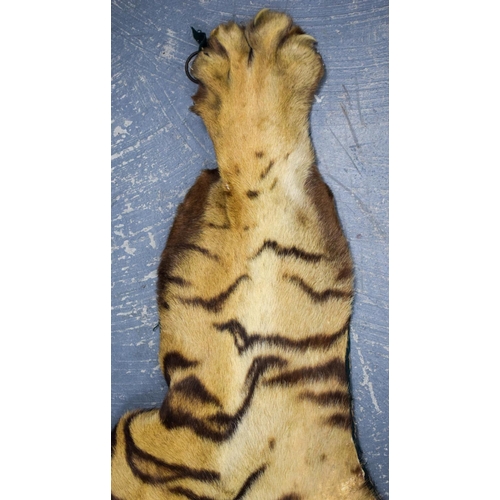 750 - A LATE VICTORIAN TAXIDERMY FULL TIGER SKIN with teeth and claws. 330 cm x 210 cm. Provenance: Acquir... 