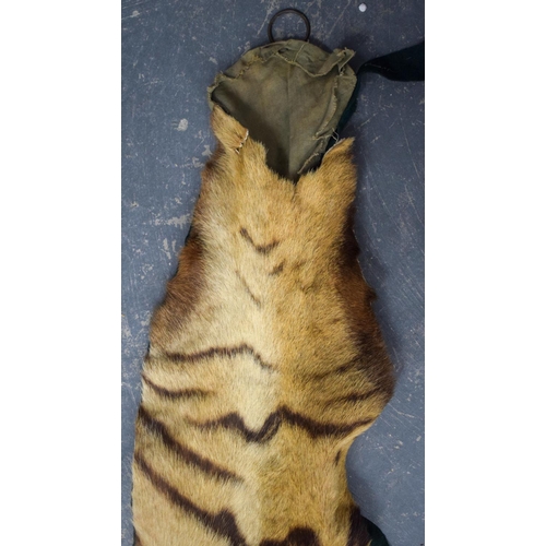 750 - A LATE VICTORIAN TAXIDERMY FULL TIGER SKIN with teeth and claws. 330 cm x 210 cm. Provenance: Acquir... 