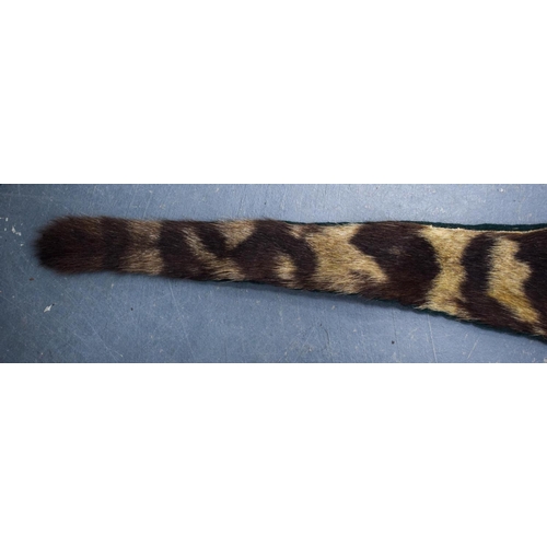 750 - A LATE VICTORIAN TAXIDERMY FULL TIGER SKIN with teeth and claws. 330 cm x 210 cm. Provenance: Acquir... 