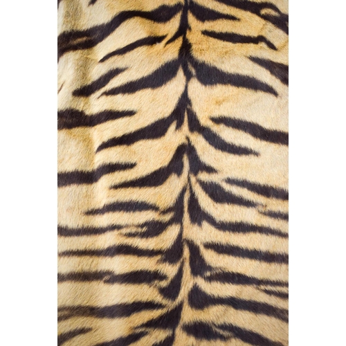 750 - A LATE VICTORIAN TAXIDERMY FULL TIGER SKIN with teeth and claws. 330 cm x 210 cm. Provenance: Acquir... 