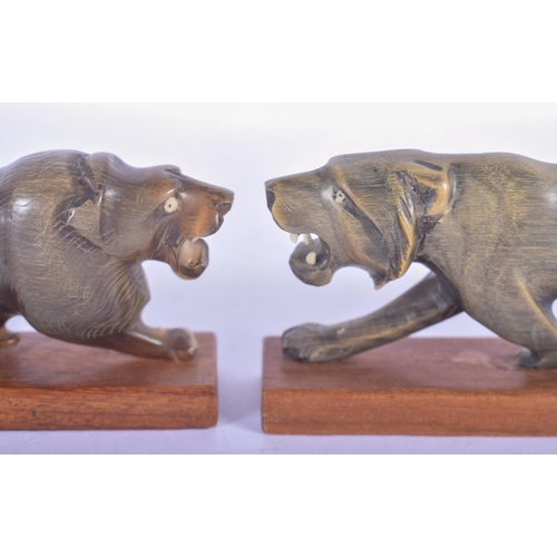 756 - A RARE PAIR OF 19TH CENTURY CONTINENTAL CARVED RHINOCEROS HORN FIGURE OF A ROAMING LION upon a woode... 