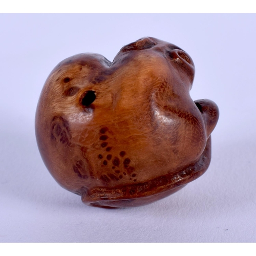 1526 - A JAPANESE TAISHO PERIOD CARVED BOXWOOD RAT NETSUKE of cOiled form. 2.75 cm wide.