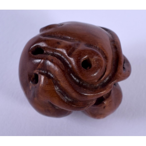 1526 - A JAPANESE TAISHO PERIOD CARVED BOXWOOD RAT NETSUKE of cOiled form. 2.75 cm wide.