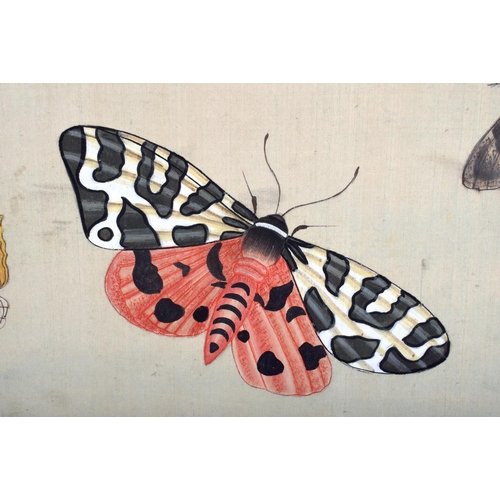 1530 - Chinese School (19th Century) Watercolour, Butterflies & Moth. 60 cm x 40 cm.