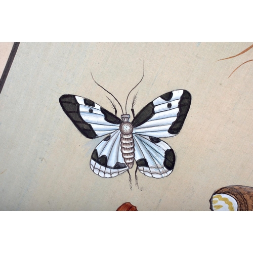 1530 - Chinese School (19th Century) Watercolour, Butterflies & Moth. 60 cm x 40 cm.