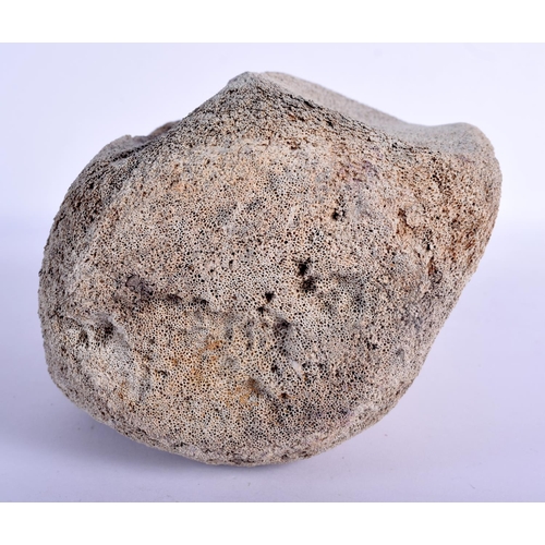 403 - A FOSSILSED WHALE VERTEBRAE. 20 cm x 14 cm.