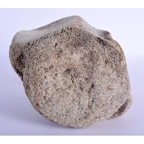 403 - A FOSSILSED WHALE VERTEBRAE. 20 cm x 14 cm.