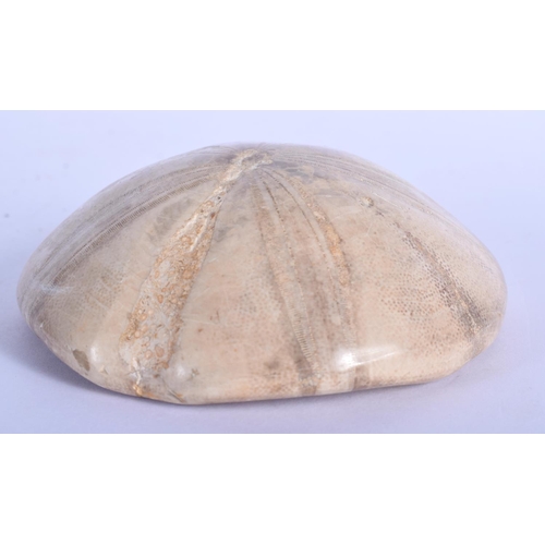 404 - A FOSSILSED CORAL SPECIMAN PAPERWEIGHT. 10.5 cm wide.