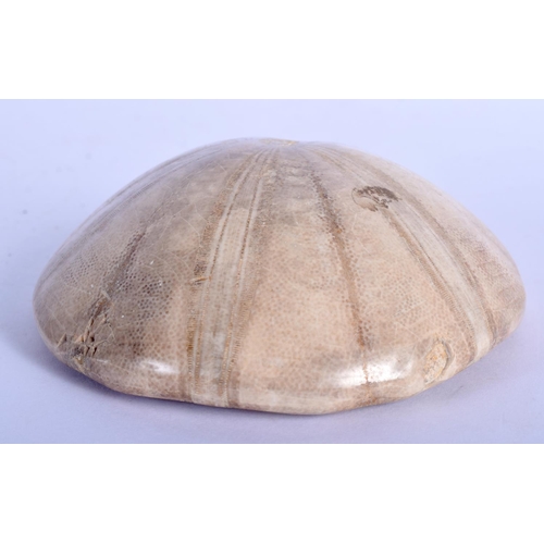 404 - A FOSSILSED CORAL SPECIMAN PAPERWEIGHT. 10.5 cm wide.