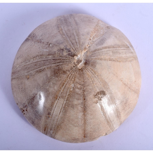 404 - A FOSSILSED CORAL SPECIMAN PAPERWEIGHT. 10.5 cm wide.