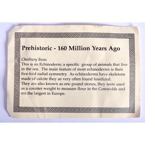 404 - A FOSSILSED CORAL SPECIMAN PAPERWEIGHT. 10.5 cm wide.