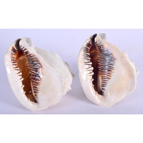 464 - A PAIR OF 19TH CENTURY EUROPEAN CARVED CAMEO SHELLS decorated with portraits. 14 cm x 13 cm.