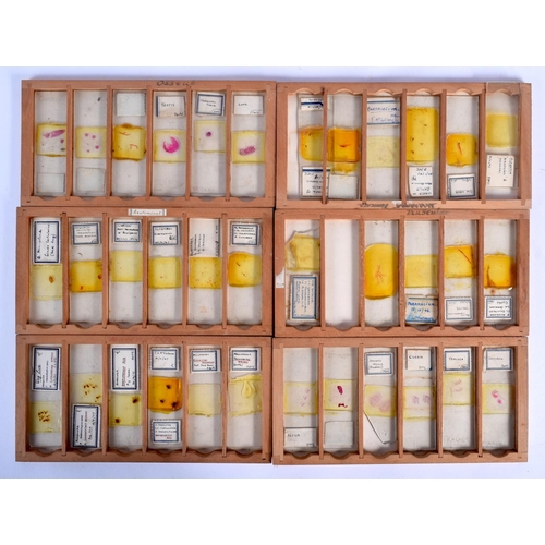 183 - A BOXED SET OF SCIENTIFIC MICROSCOPE SLIDES stamped J B Medland, London Bridge. 20 cm x 10 cm.