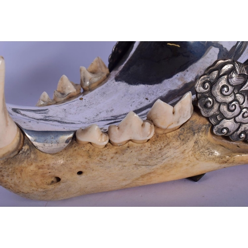 308 - A FINE AND RARE EARLY 20TH CENTURY SILVER MOUNTED MIDDLE EASTER TIGER SKULL probably Thai, formed as... 