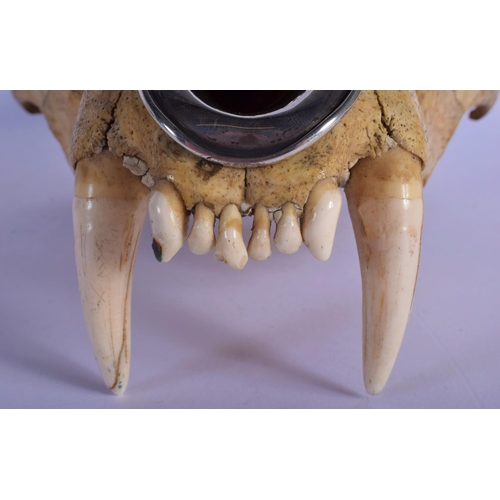 308 - A FINE AND RARE EARLY 20TH CENTURY SILVER MOUNTED MIDDLE EASTER TIGER SKULL probably Thai, formed as... 
