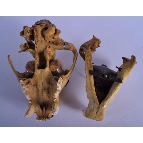 308 - A FINE AND RARE EARLY 20TH CENTURY SILVER MOUNTED MIDDLE EASTER TIGER SKULL probably Thai, formed as... 