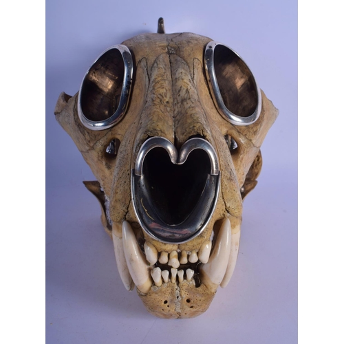 308 - A FINE AND RARE EARLY 20TH CENTURY SILVER MOUNTED MIDDLE EASTER TIGER SKULL probably Thai, formed as... 