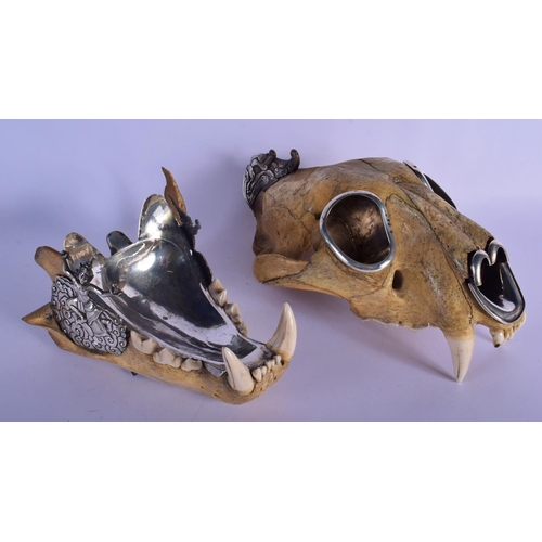 308 - A FINE AND RARE EARLY 20TH CENTURY SILVER MOUNTED MIDDLE EASTER TIGER SKULL probably Thai, formed as... 