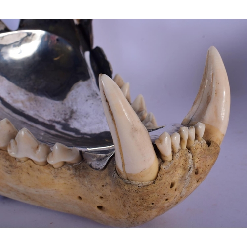 308 - A FINE AND RARE EARLY 20TH CENTURY SILVER MOUNTED MIDDLE EASTER TIGER SKULL probably Thai, formed as... 